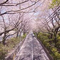 漫天飞舞